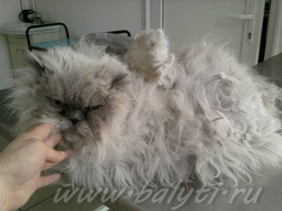 Стрижка в колтунах, стрижка запущеннок кошки,кошачья стрижка кота. Состричь, побрить, обрить, помощь.